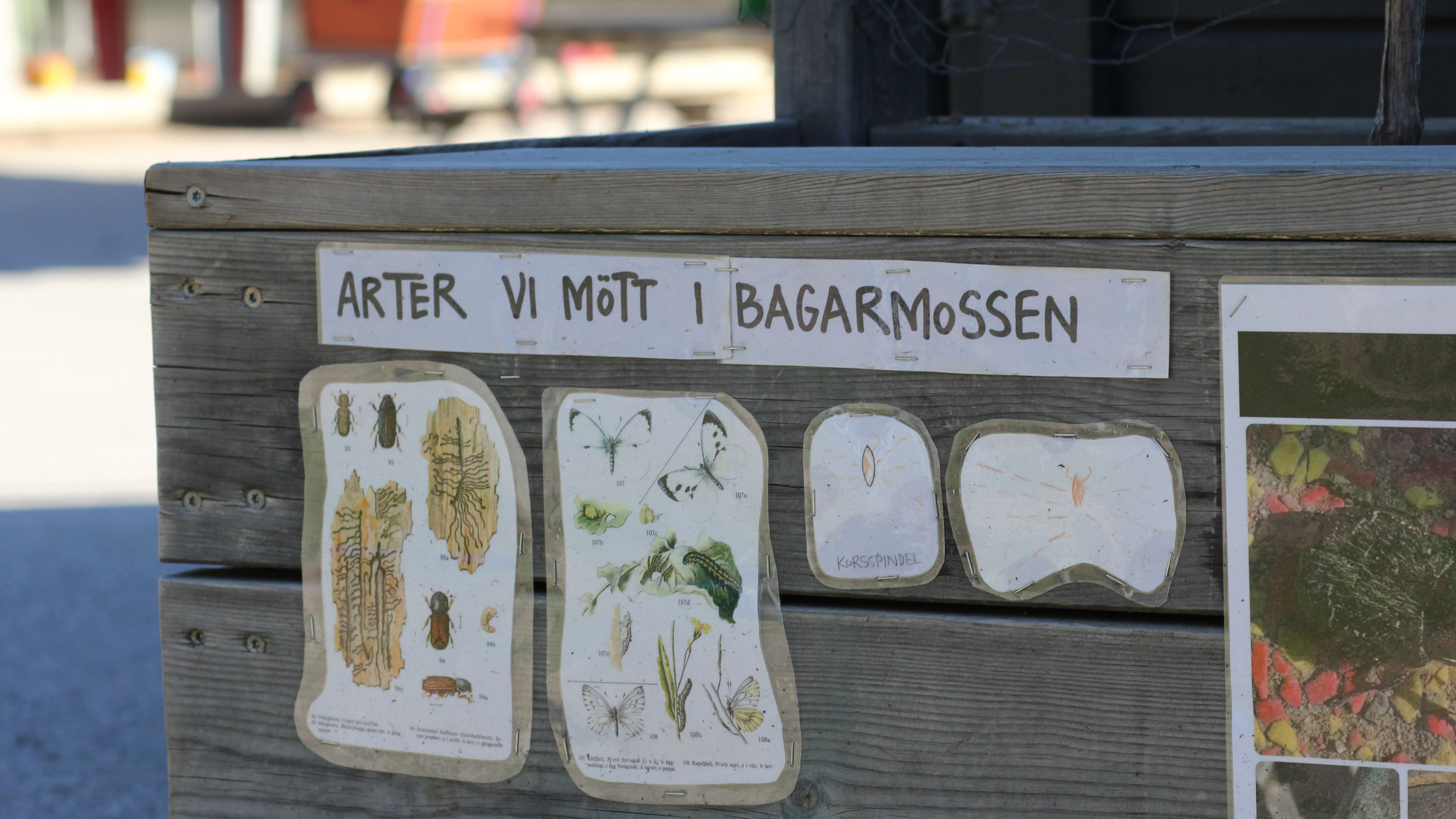 Bilder på insekter på en planteringslåda och med en text – Arter vi mött i Bagarmossen.