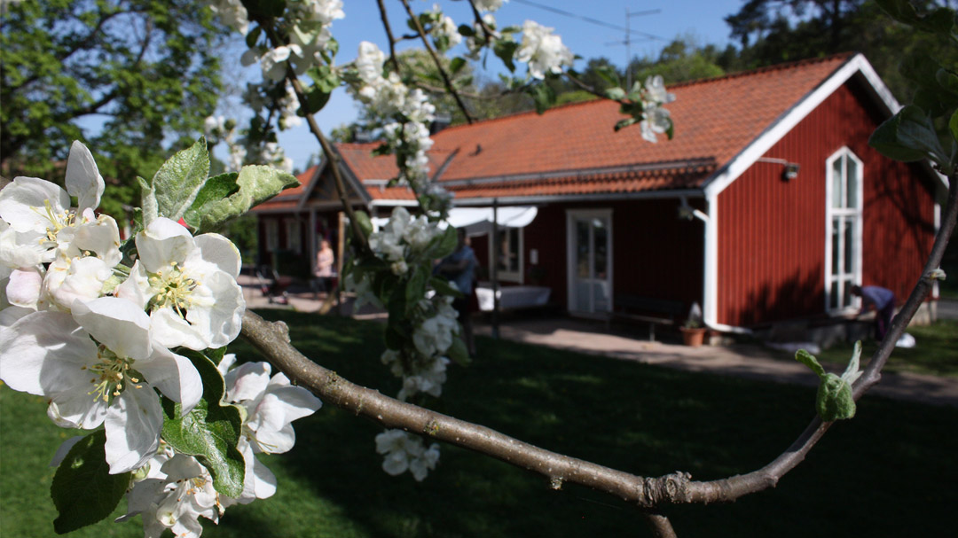 Ett rött hus med vita knutar med ett blommande körsbärsträd framför.