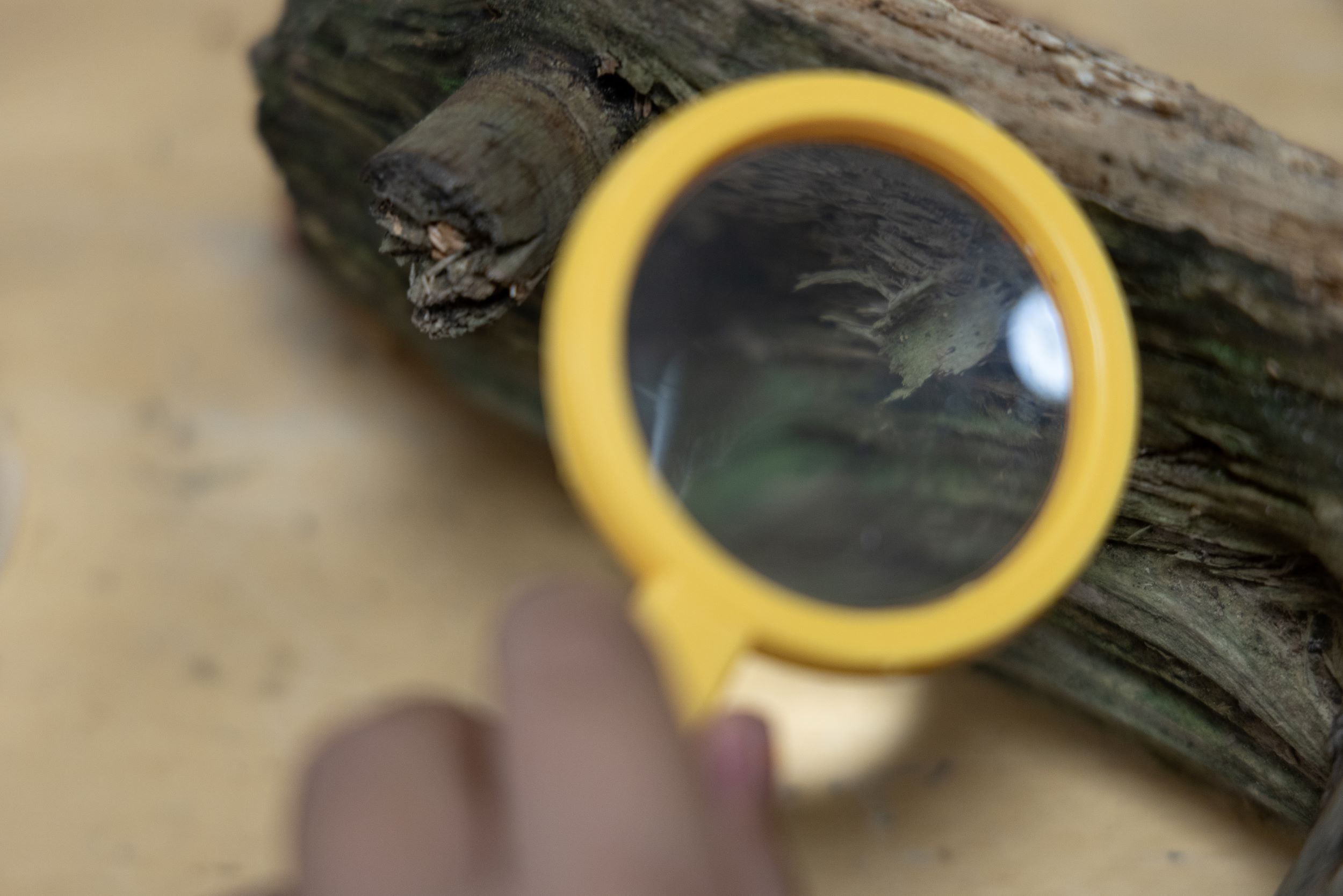Undersökande av barkbit med förstoringsglas