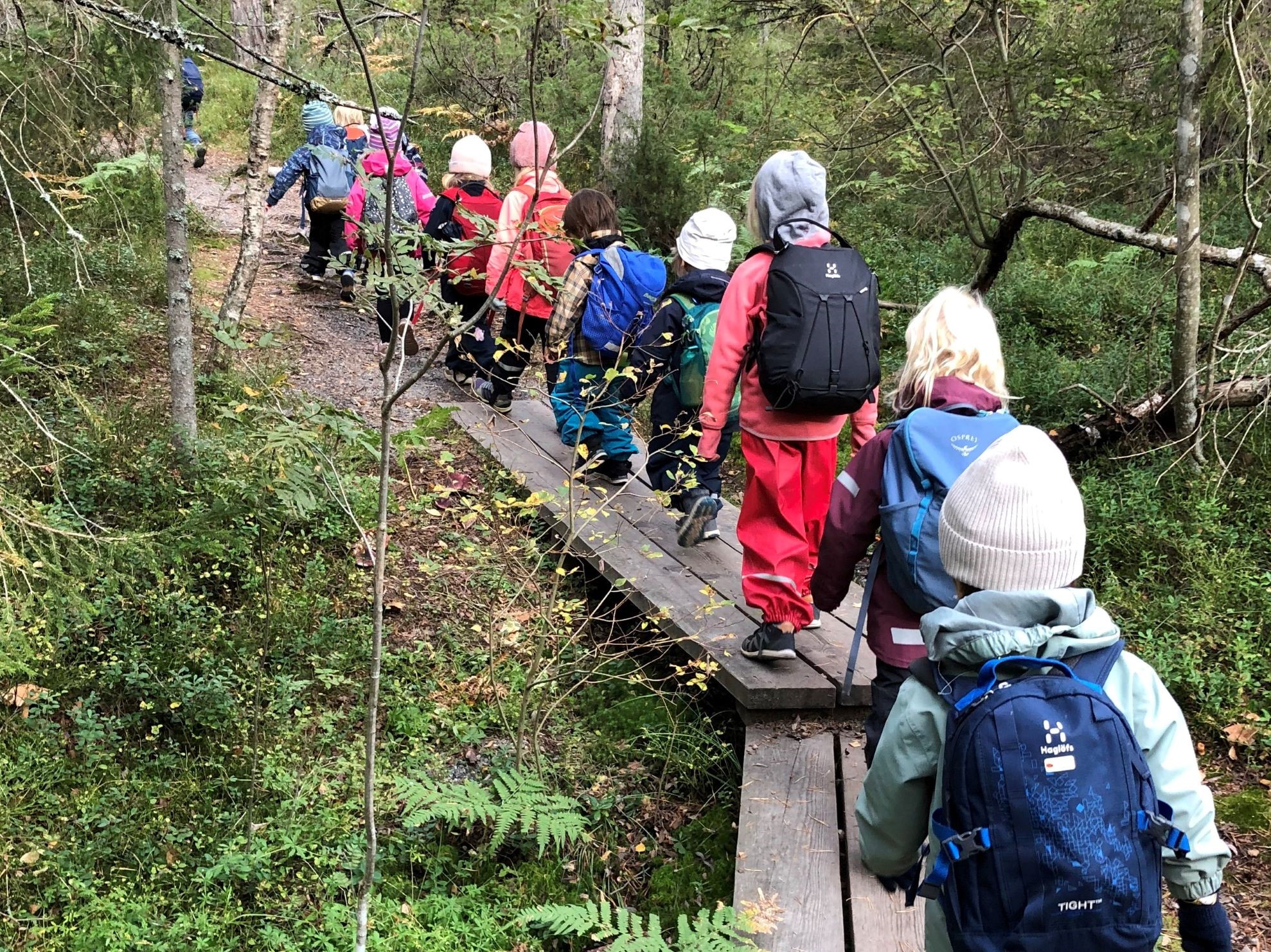 Barn går på spänger i skogen.